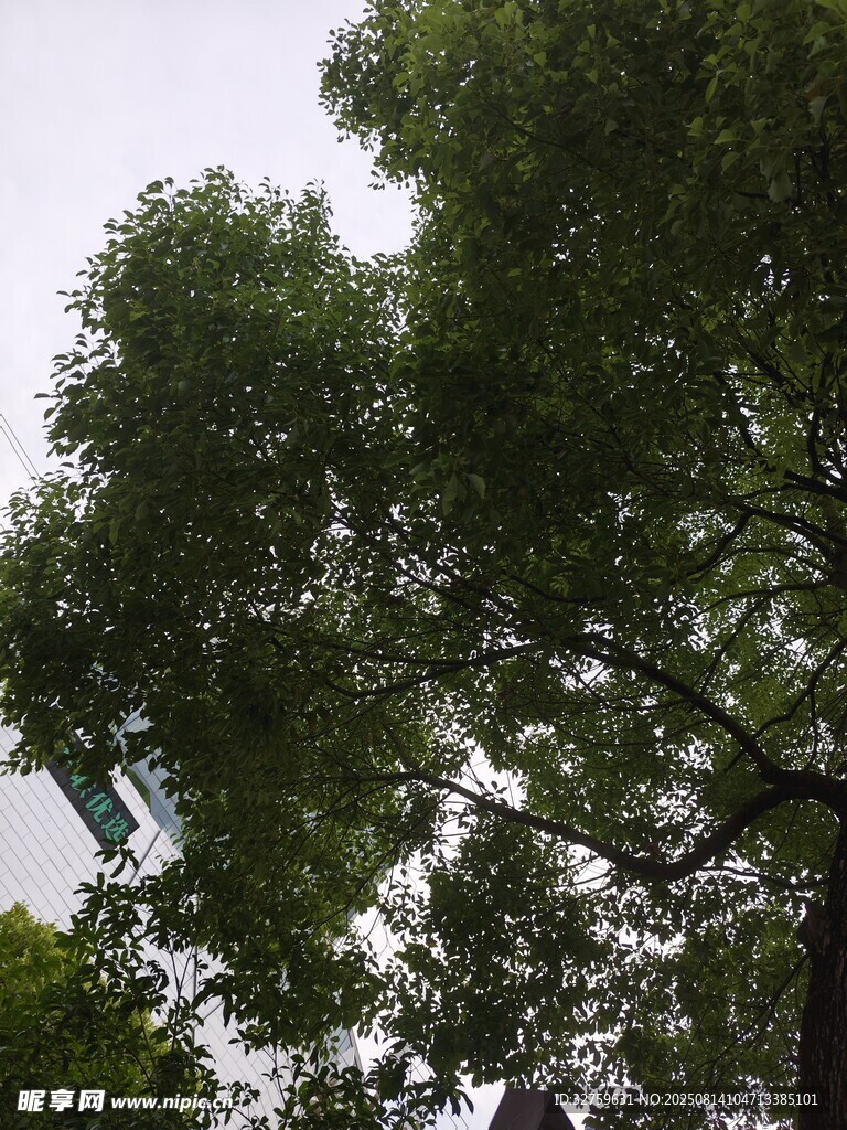 仰视葱郁树冠