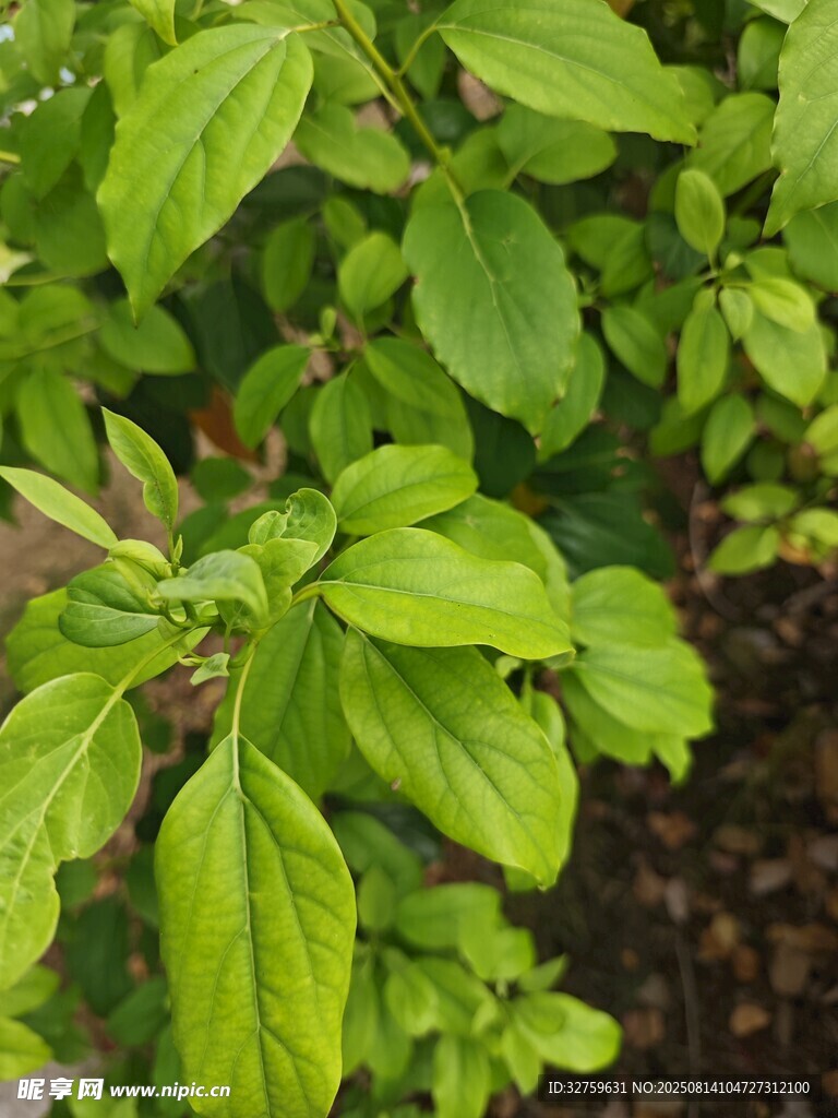 嫩绿罗勒叶特写