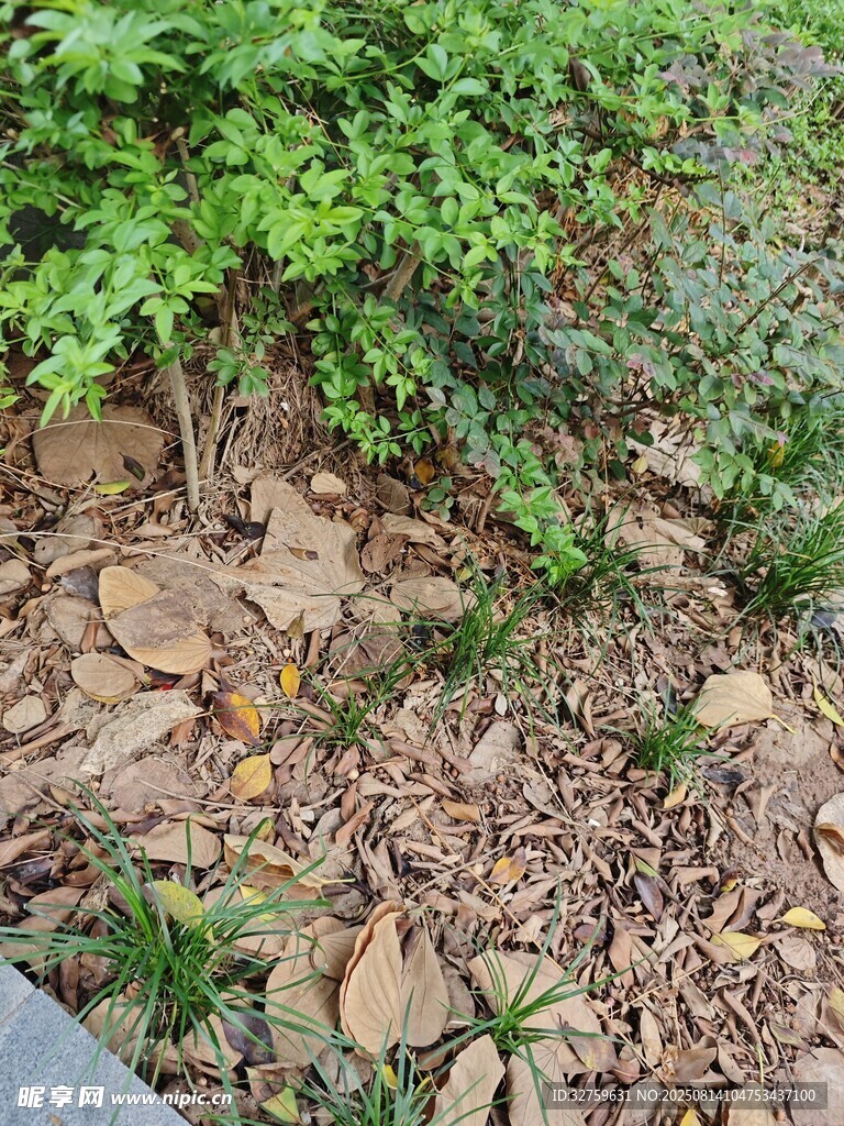 地面绿植与落叶景观