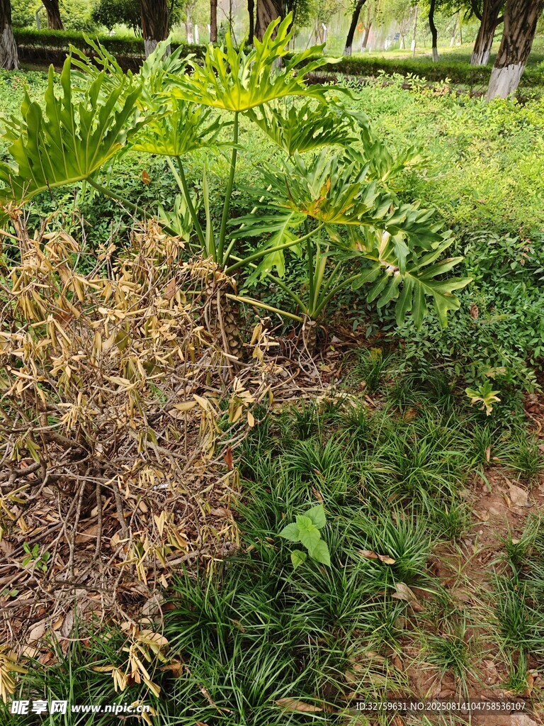 庭院绿植景观一角