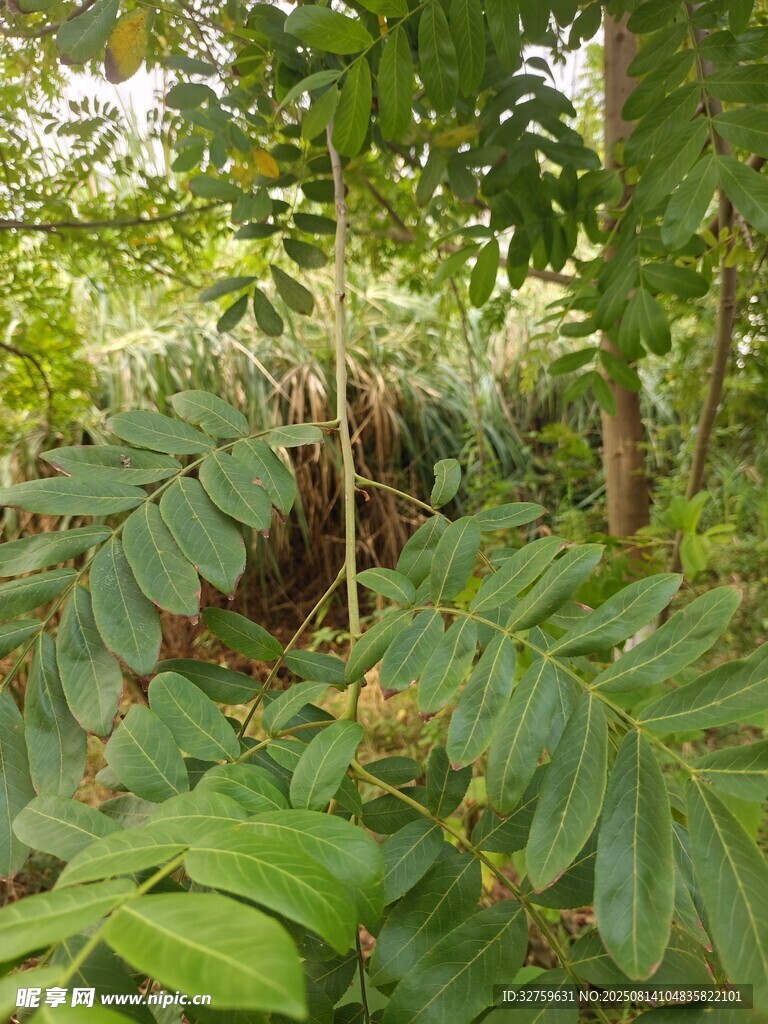 茂密丛林中的繁茂绿植