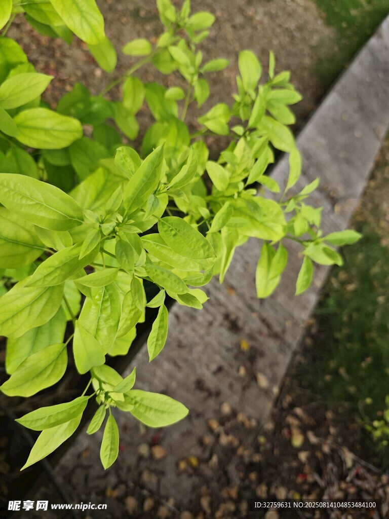 嫩绿植物生长于石边