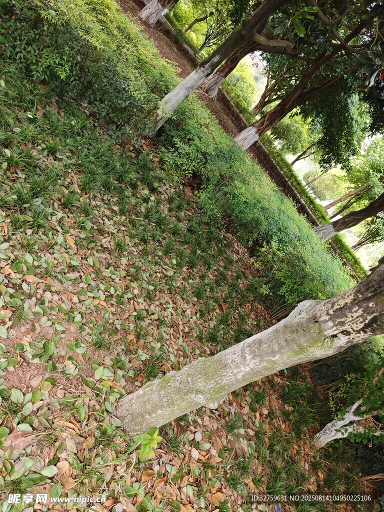 古老墓碑立于绿意草地