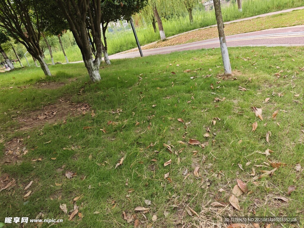 户外草地树木风景图