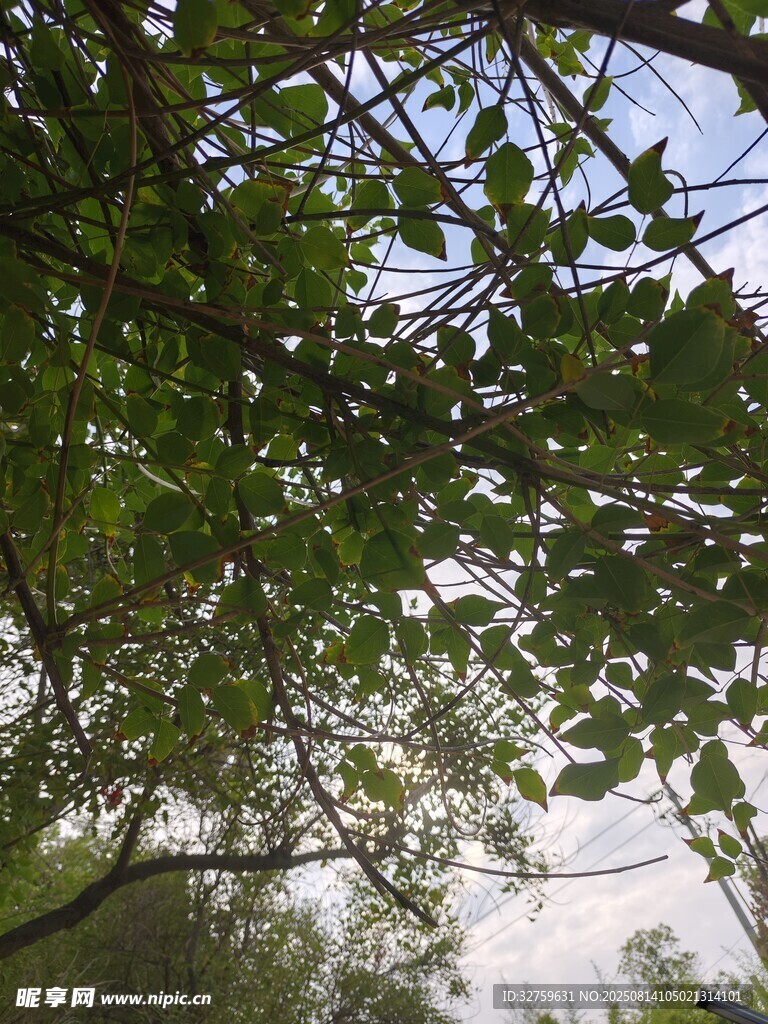 透过枝叶看天空