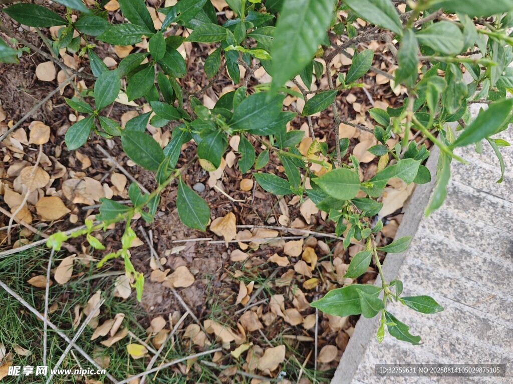 路边绿植与落叶景象