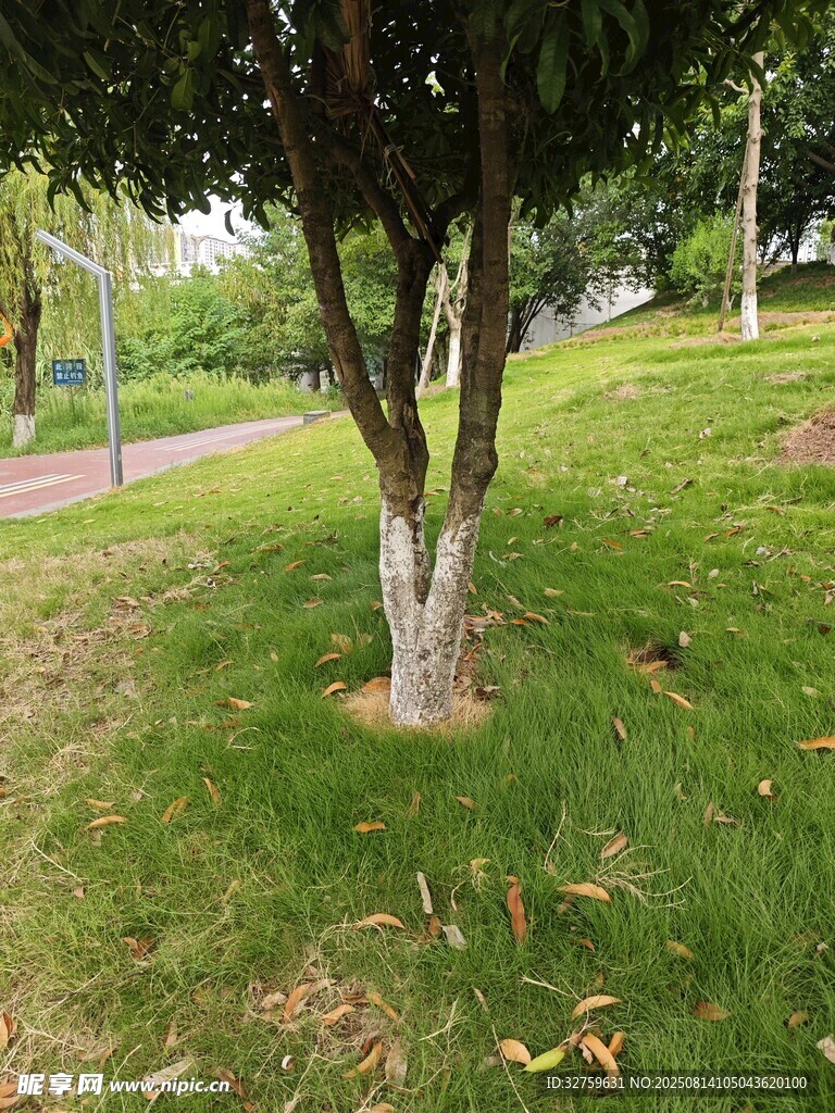 公园草地旁的树木景观