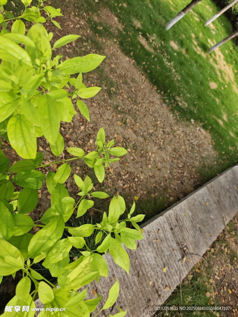 小径旁的嫩绿植物