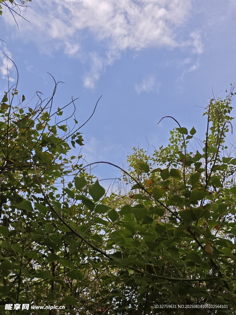 蓝天绿树美景