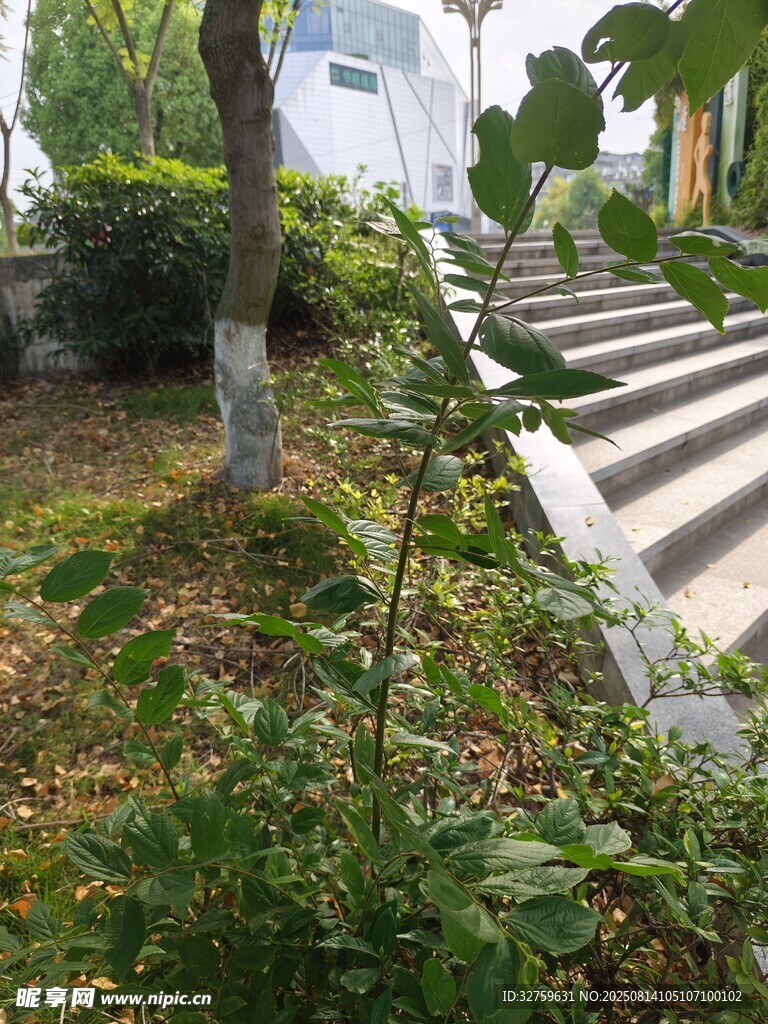 户外绿植与石阶景致