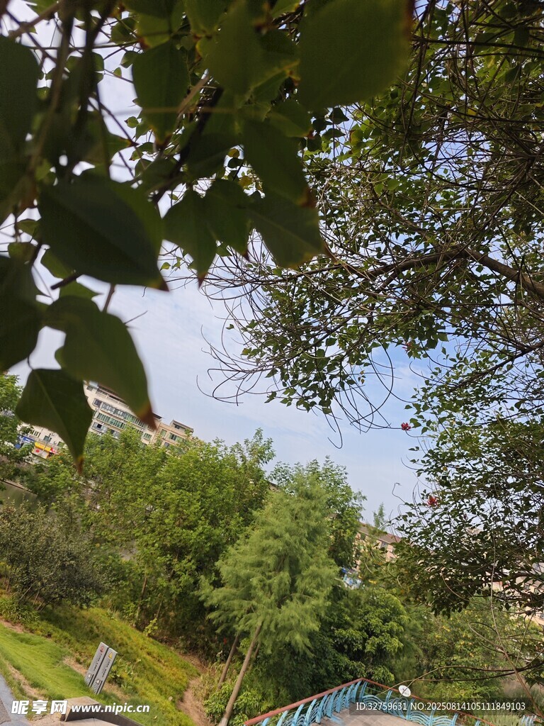 夏日绿荫下的清新景致