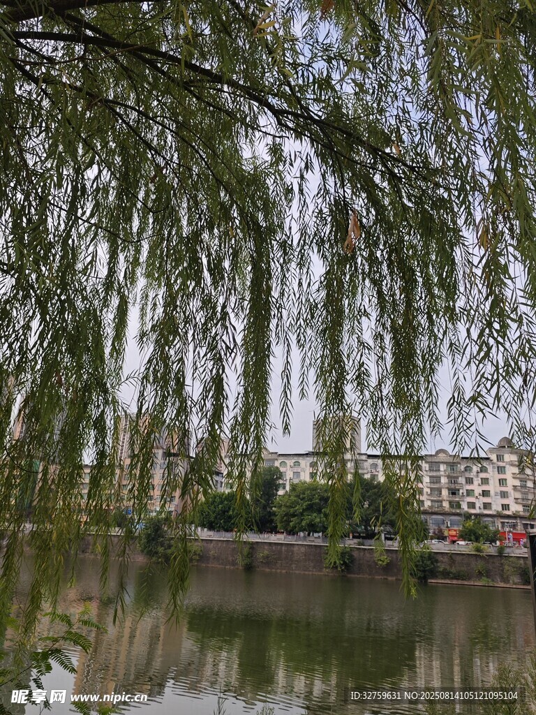 湖畔垂柳映景