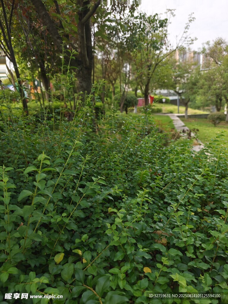 绿意盎然的林间植被景观