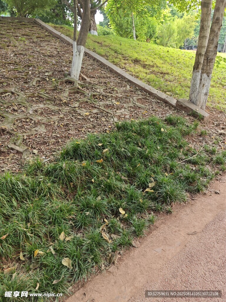 路边绿植景观