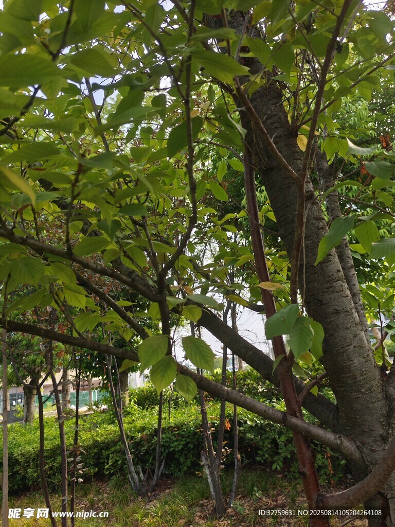 绿树成荫的户外景致