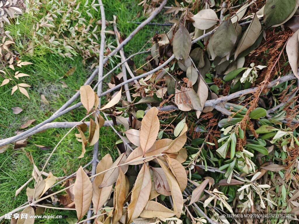 地面枯叶与树枝景象