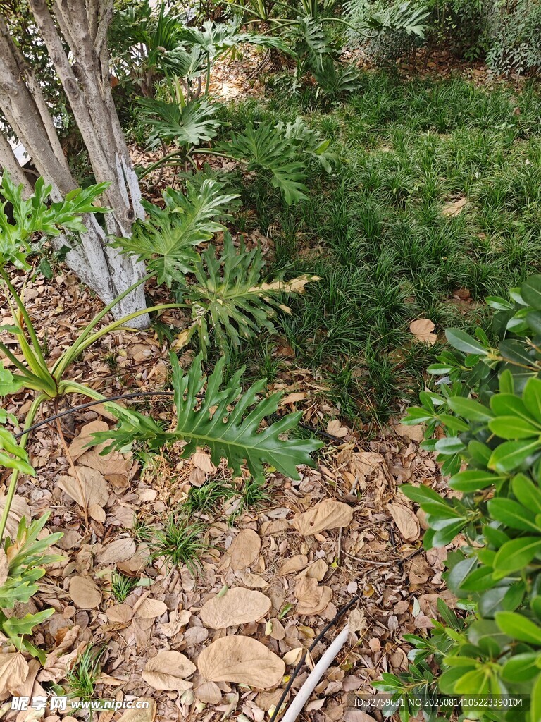 庭院角落的绿植与碎石