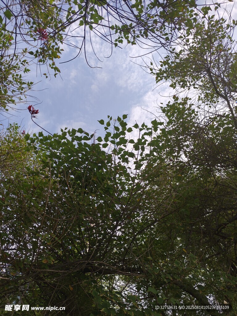 仰视繁茂枝叶与天空