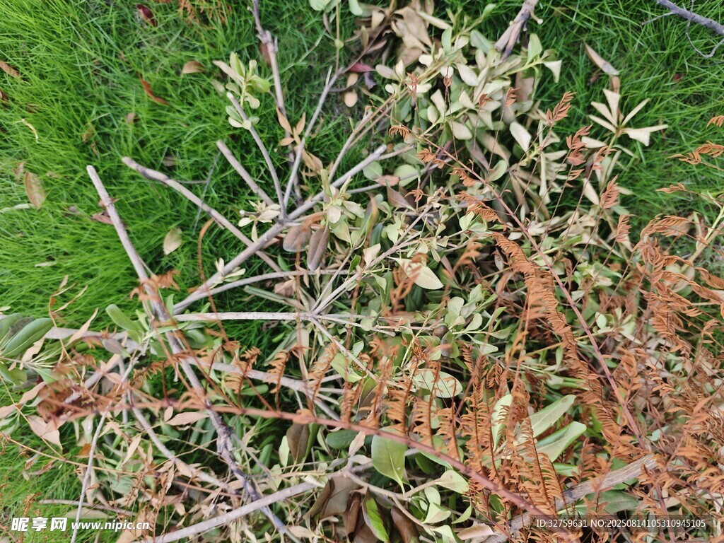 枯黄植物与绿草交织景象