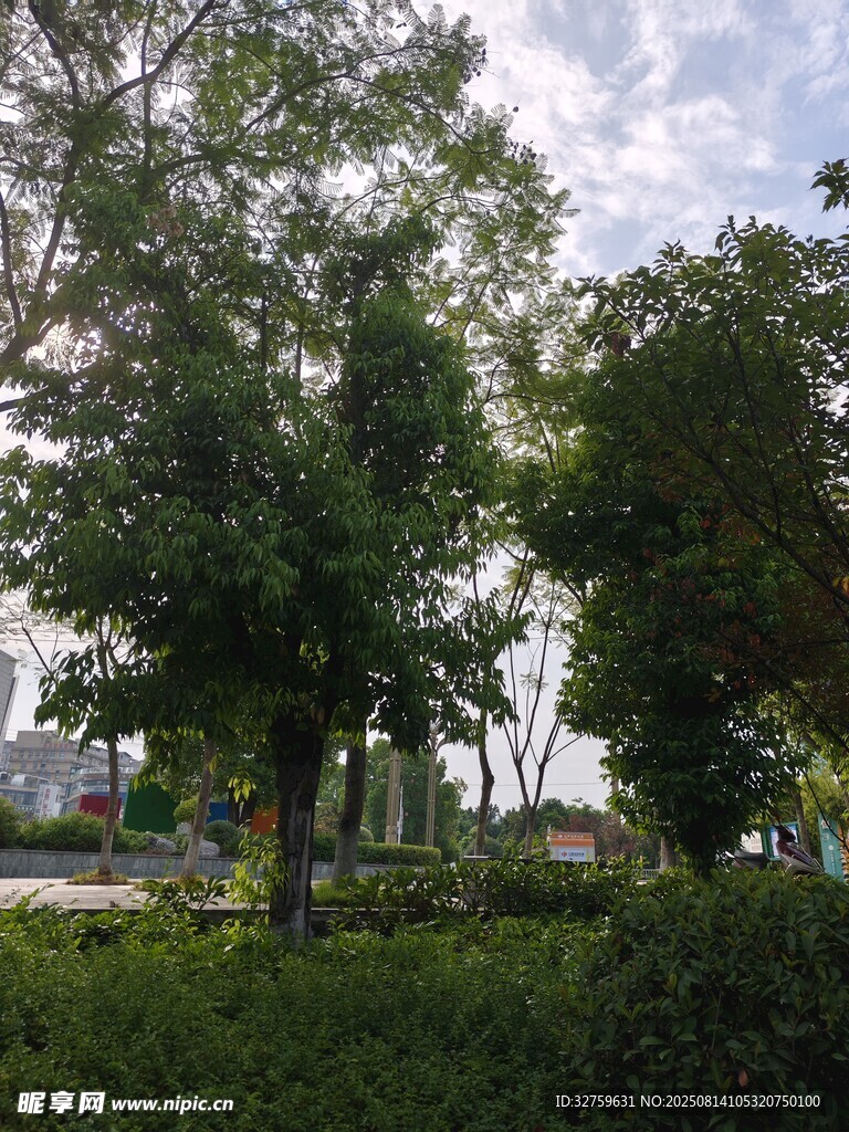绿树成荫的户外景致