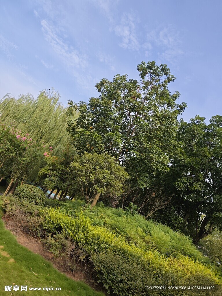 绿意盎然的户外自然景观