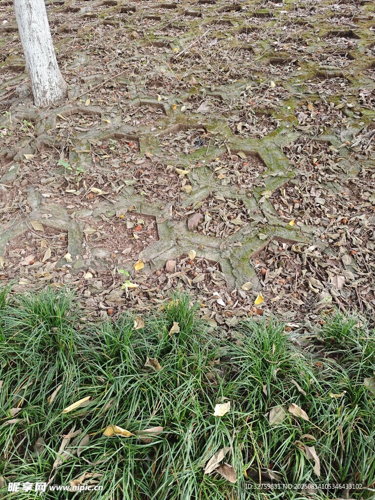 地面绿植与树干景象