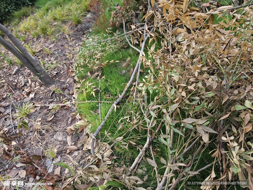 枯萎植物与周边绿色景象