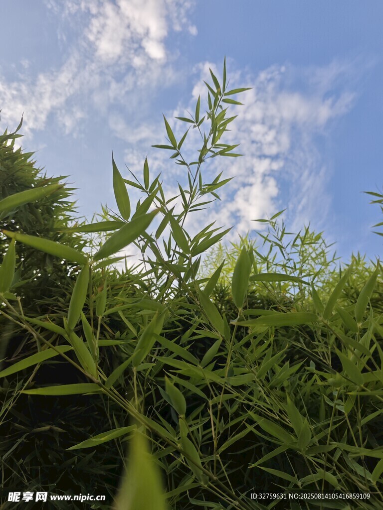 蓝天映衬下的翠绿植物