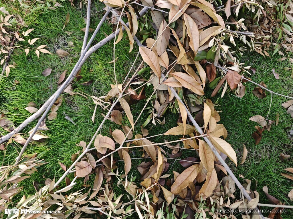 地面上的枯叶与树枝