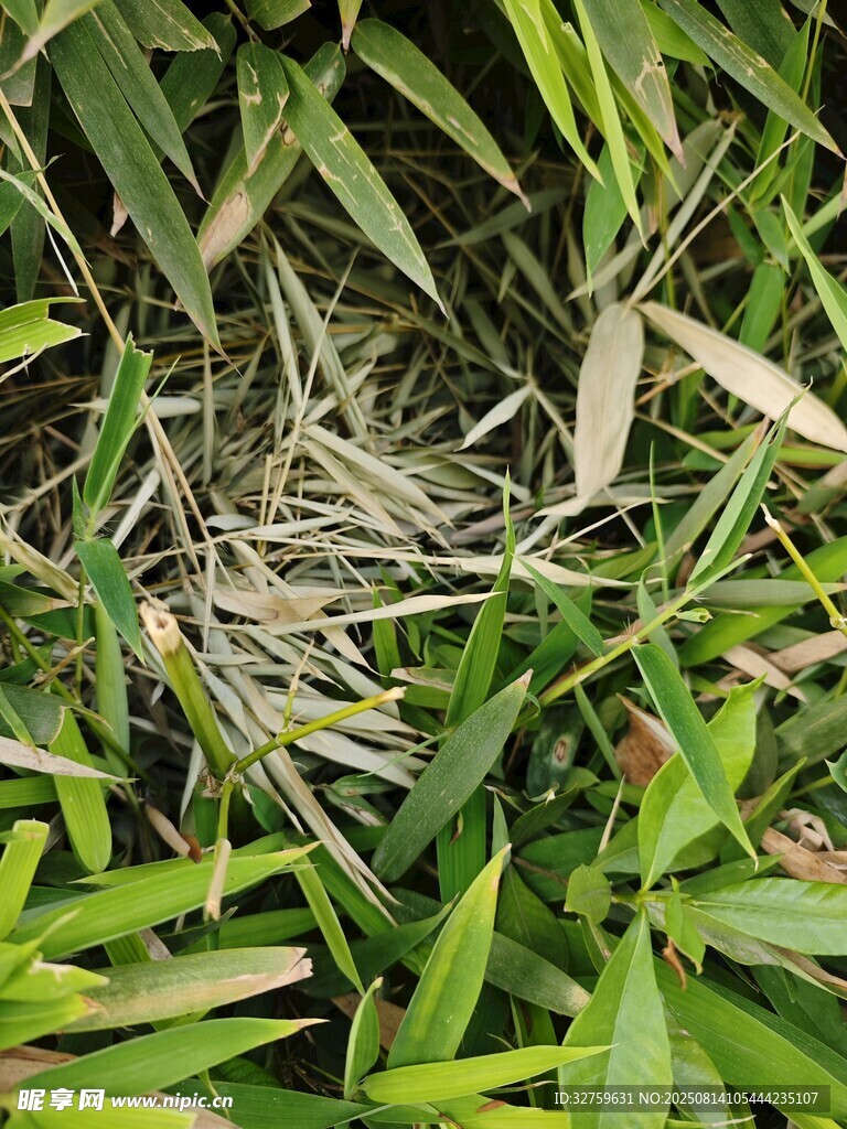 翠绿草丛中的枯萎叶片