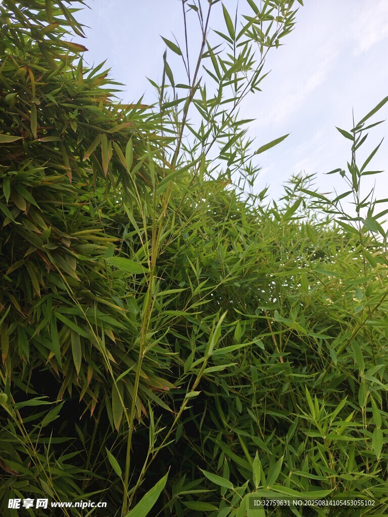 翠绿竹林景致