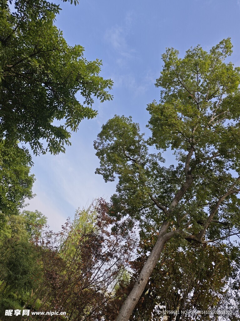 仰视葱郁树木与蓝天