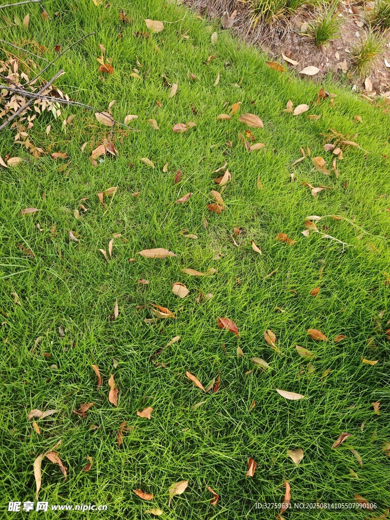 翠绿草地散落枯黄树叶