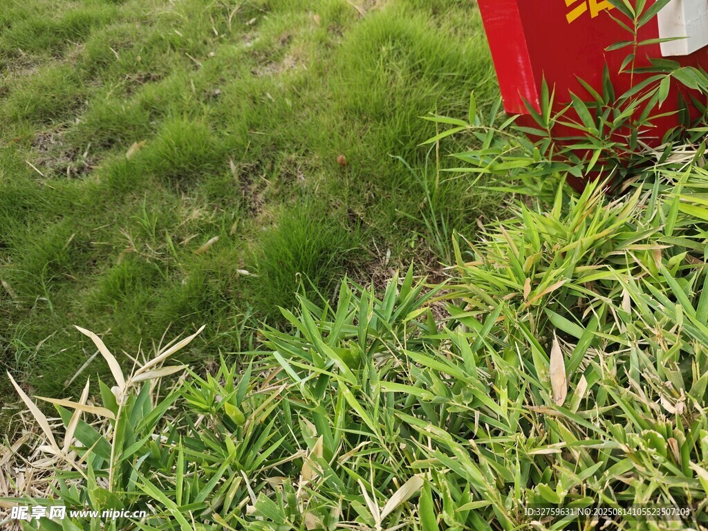 翠绿草丛中的一抹红