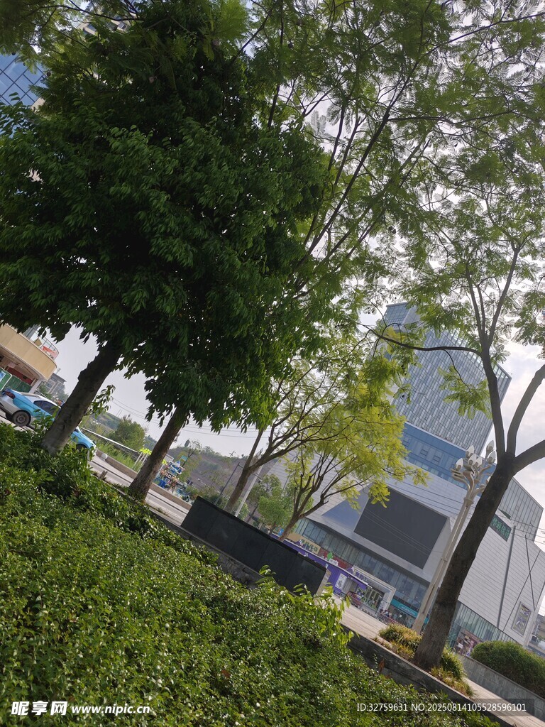 城市绿植景观中的树木