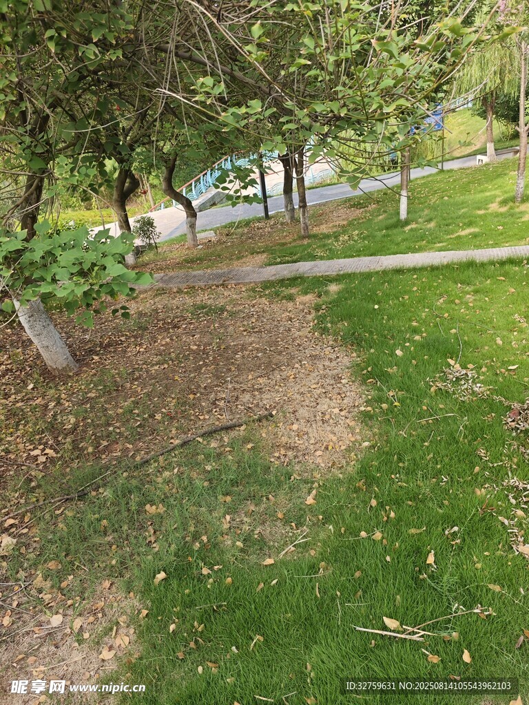 林间草地小径风景