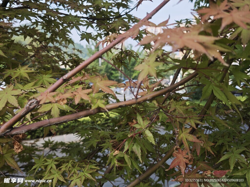 枝头绿叶与红枫