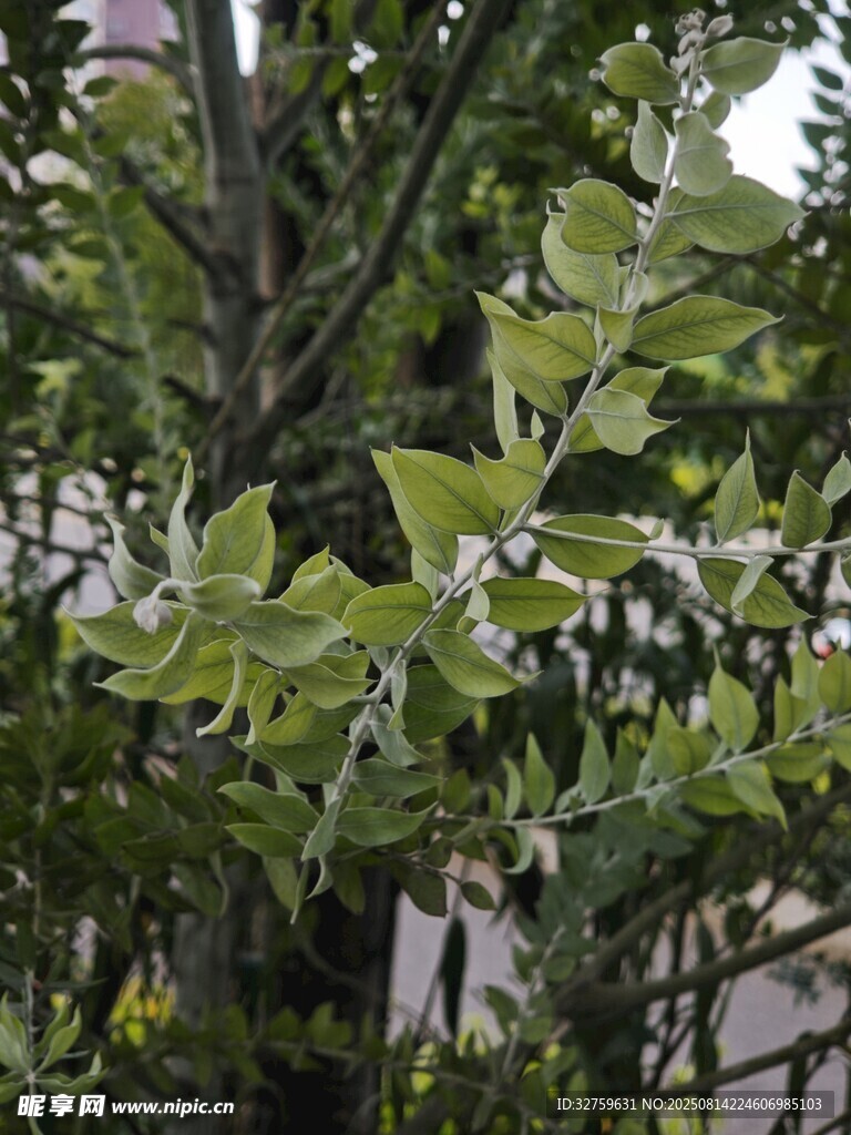 绿叶繁茂的植物景观