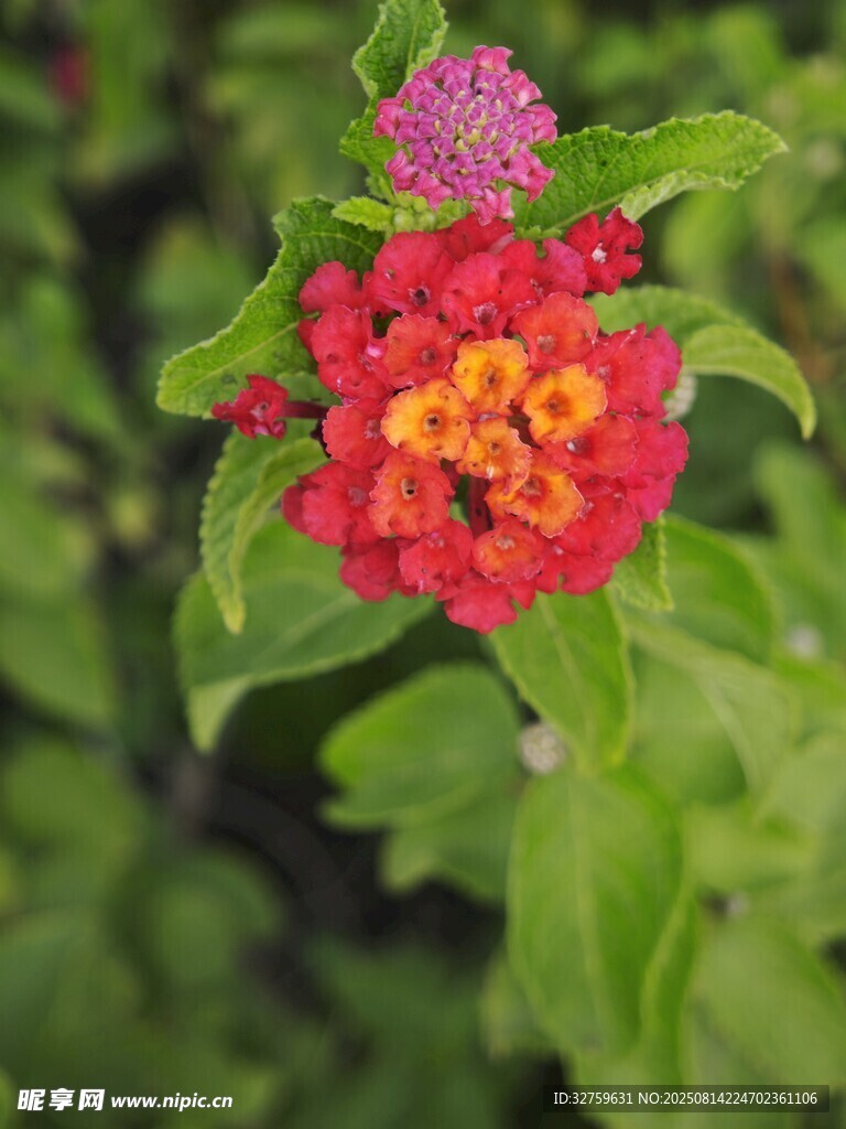 多彩马缨丹绽放
