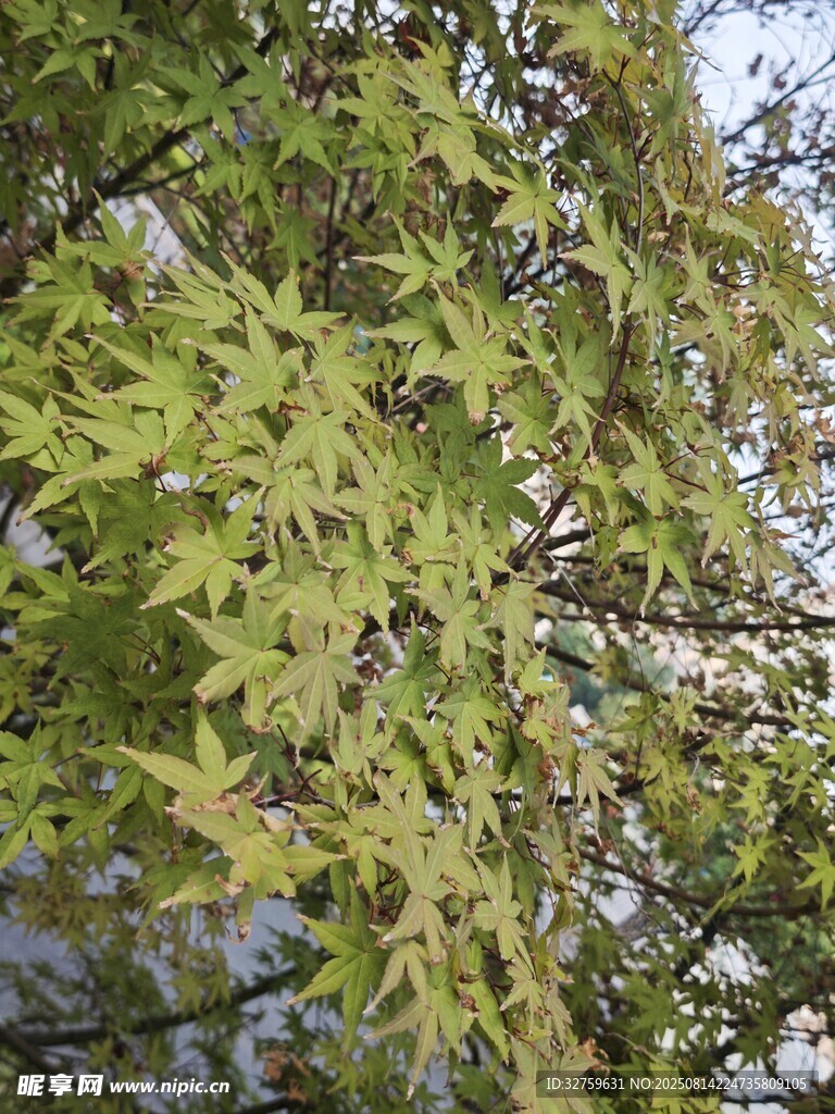 翠绿繁茂的树叶景象