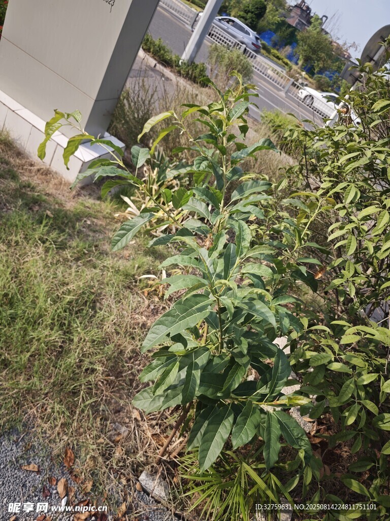 路边绿植景观