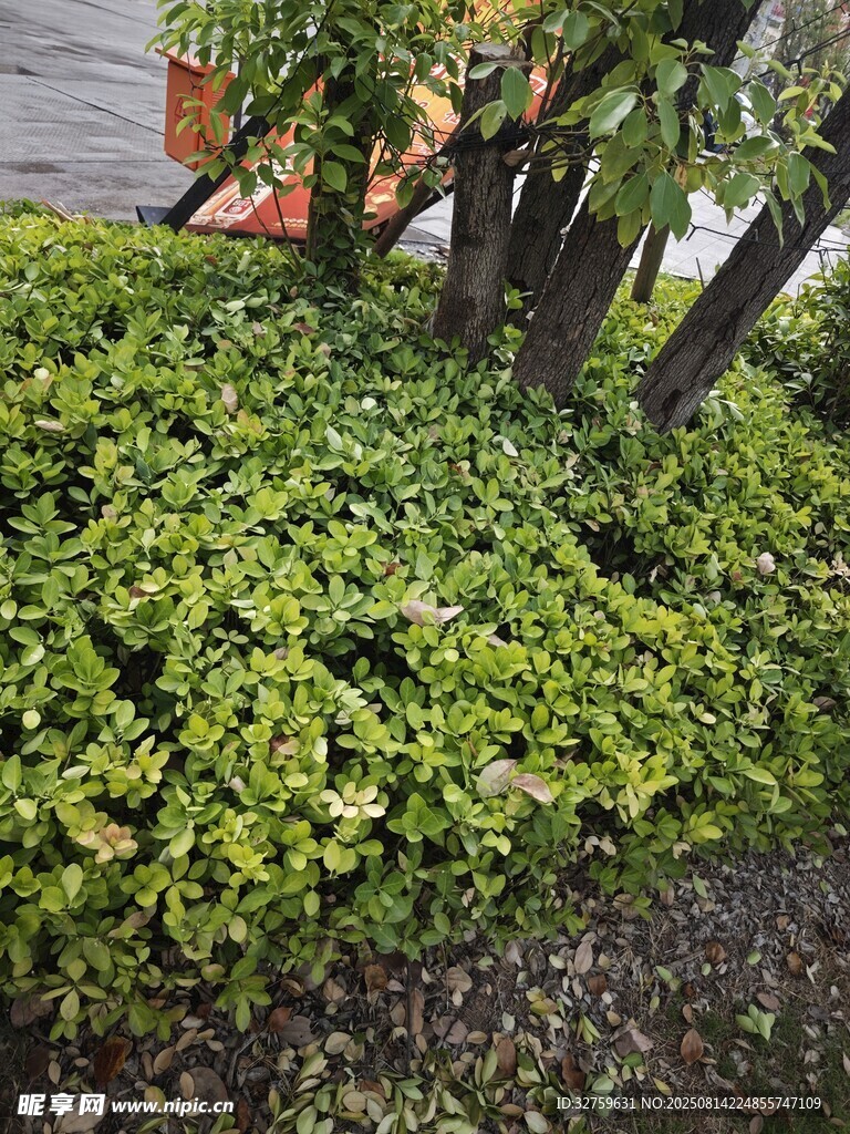 翠绿繁茂的地面绿植景观