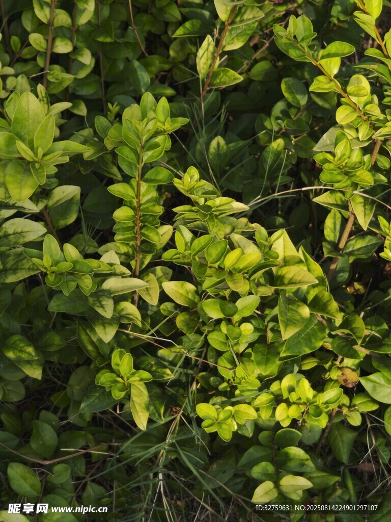 翠绿繁茂的灌木丛