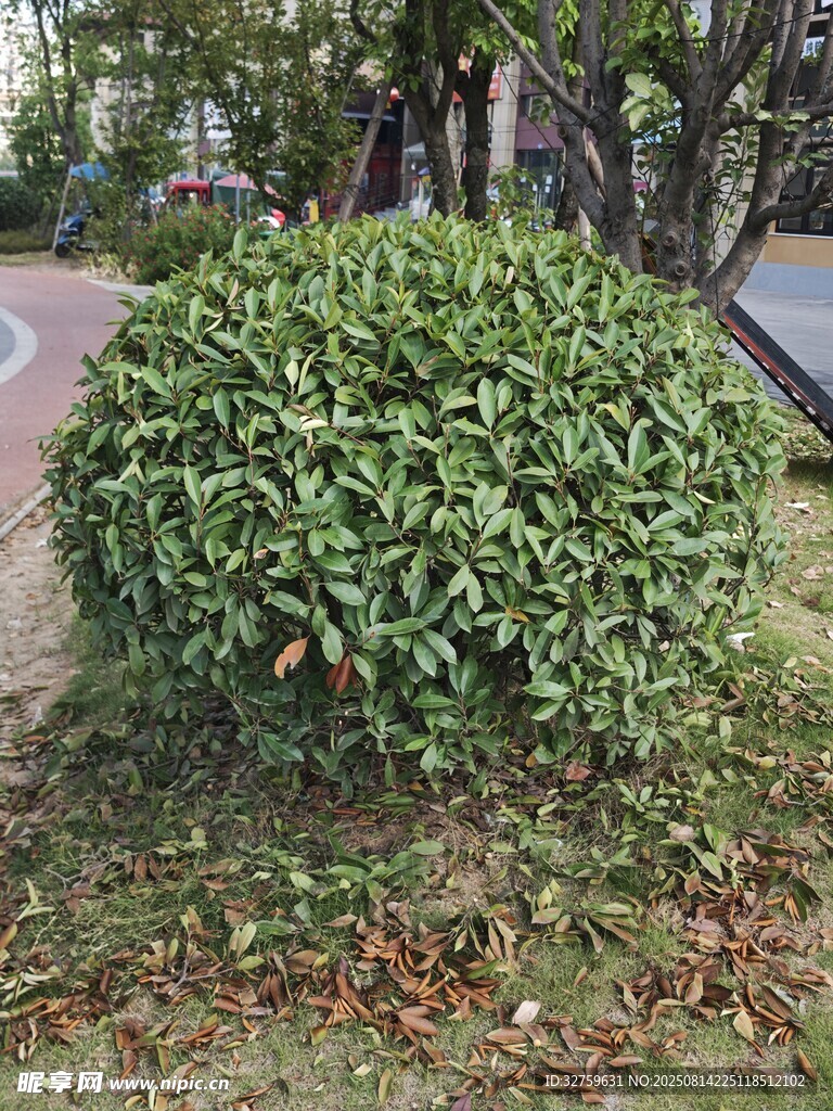 圆形绿植灌木景观