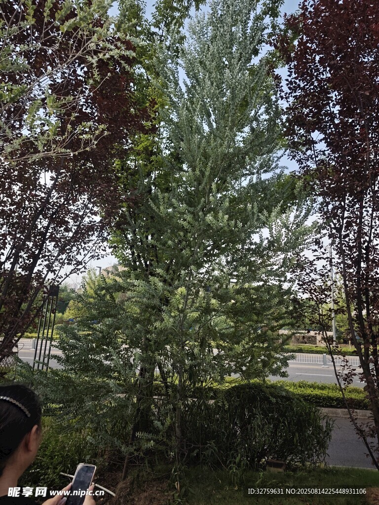 庭院绿树景观