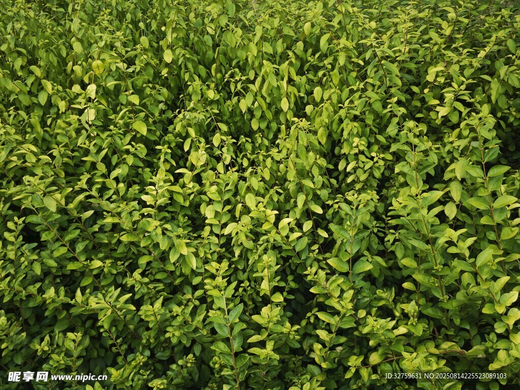 翠绿繁茂的植物景观