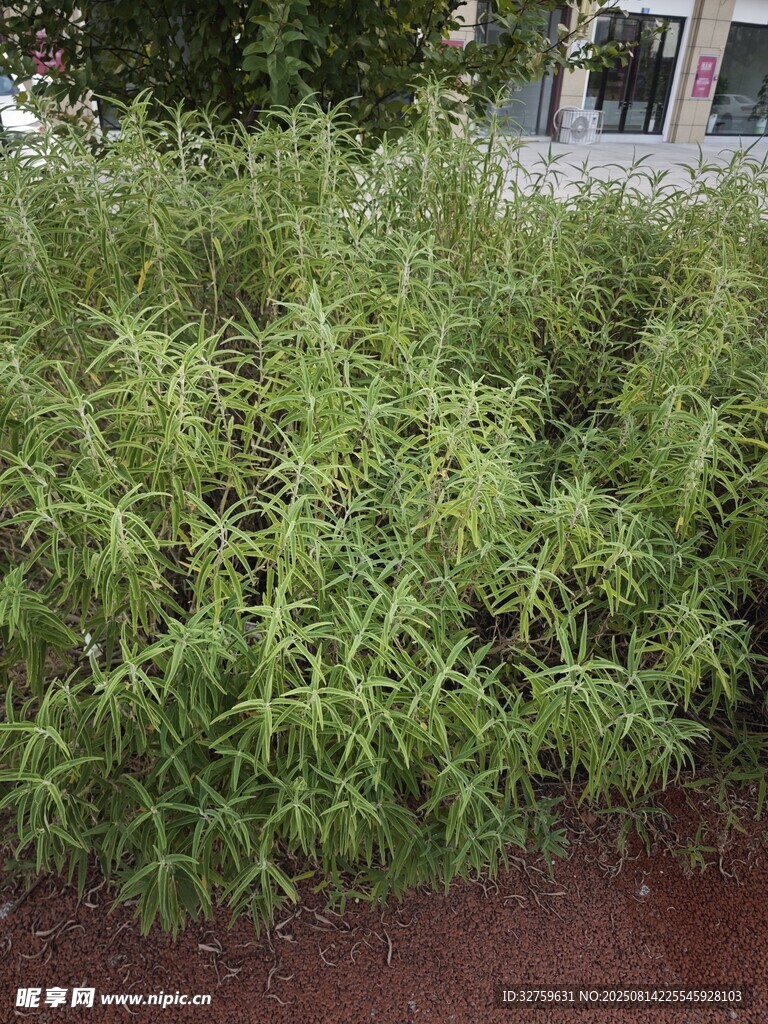 户外茂盛绿植景观