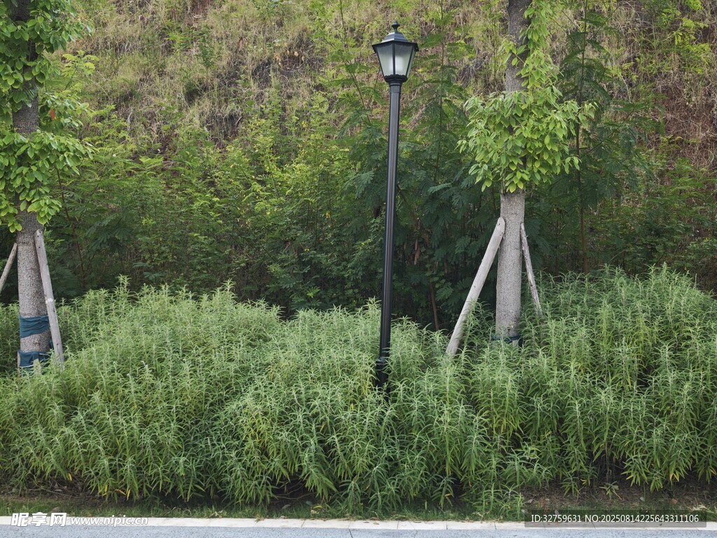 户外绿植与路灯景观