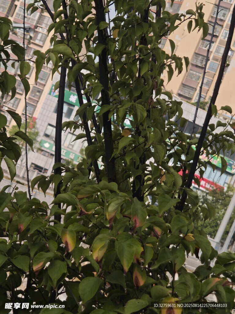窗外绿植与城市建筑景观