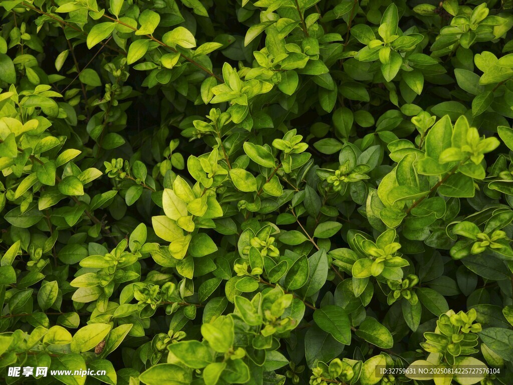 翠绿繁茂的植物景观